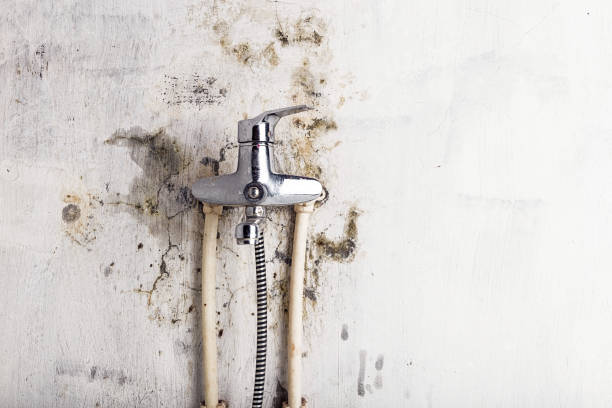 Best Mold Cleaning Services  in Portsmouth, VA
