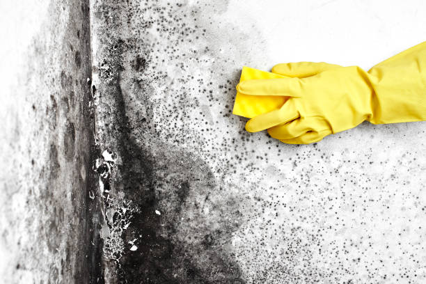 Best Mold Remediation Experts  in Portsmouth, VA