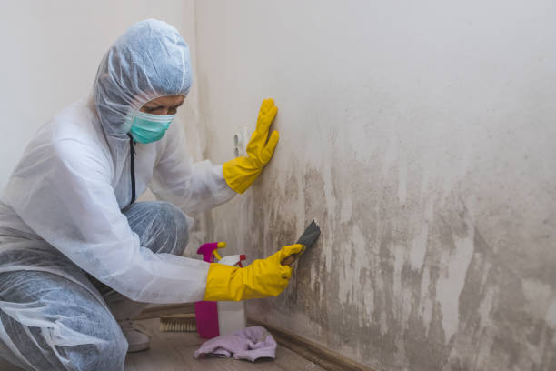 Best Attic Mold Removal  in Portsmouth, VA