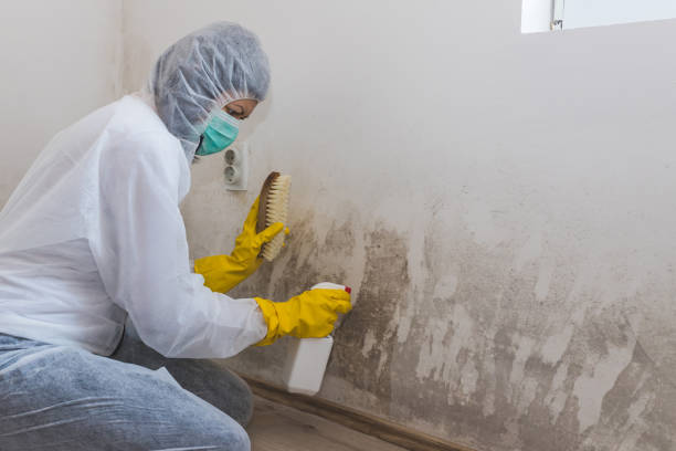 Best Crawl Space Mold Removal  in Portsmouth, VA