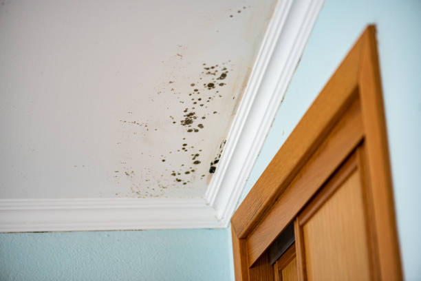 Best Toxic Mold Removal  in Portsmouth, VA