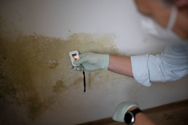 Reliable Portsmouth, VA Mold Removal Solutions