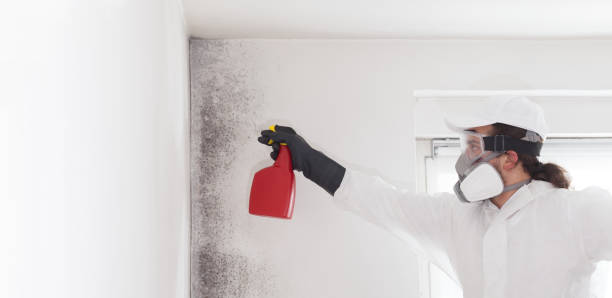 Best Best Mold Removal Companies  in Portsmouth, VA