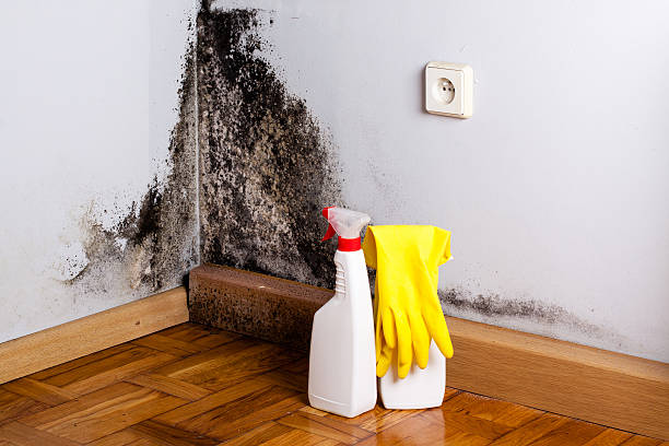Best Office Mold Removal Services  in Portsmouth, VA