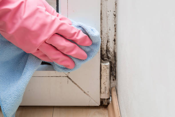 Best Fast Mold Removal  in Portsmouth, VA
