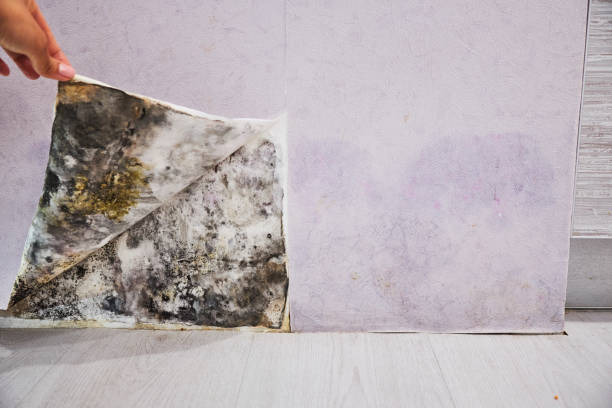 Best Black Mold Removal  in Portsmouth, VA